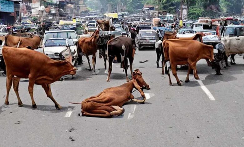 रायपुर : घुमंतू पशुओं के कारण होने वाले दुर्घटनाओं को रोकने एक माह तक विशेष अभियान चलाने के निर्देश