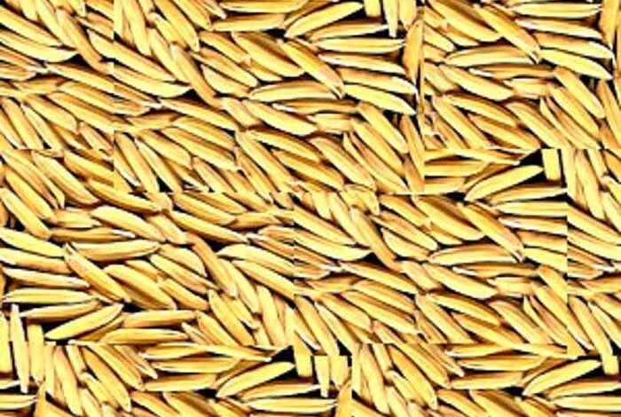 15 नवंबर से धान खरीदी शुरू: टोकन प्रक्रिया जल्द, किसानों में दिखा उत्साह