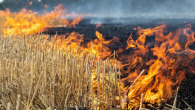 MP ने पराली जलाने के मामले में पंजाब-हरियाणा को पीछे छोड़ा, एक दिन में 1052 मामले दर्ज MP ने पराली जलाने के मामले में पंजाब-हरियाणा को पीछे छोड़ा, एक दिन में 1052 मामले दर्ज