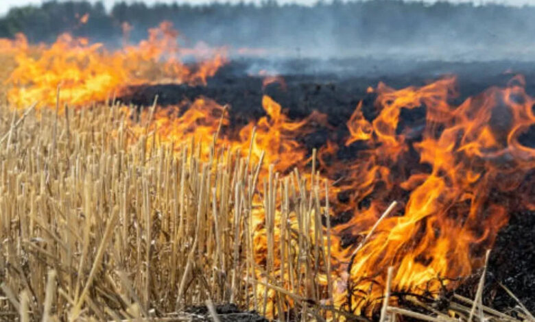 MP ने पराली जलाने के मामले में पंजाब-हरियाणा को पीछे छोड़ा, एक दिन में 1052 मामले दर्ज
