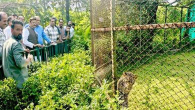 उप मुख्यमंत्री राजेन्द्र शुक्ल ने व्हाइट टाइगर सफारी का किया भ्रमण