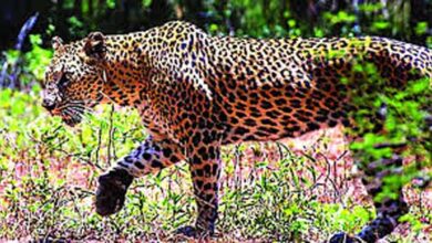 400 के.वी. सबस्टेशन इंदौर में घुसे तेंदुए को बहादुरी से पकड़ा 400 के.वी. सबस्टेशन इंदौर में घुसे तेंदुए को बहादुरी से पकड़ा