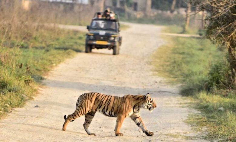 बांधवगढ़ टाइगर रिजर्व में बाघ गणना की तैयारी, 50 अधिकारी-कर्मचारी हुए ट्रेनिंग से लैस