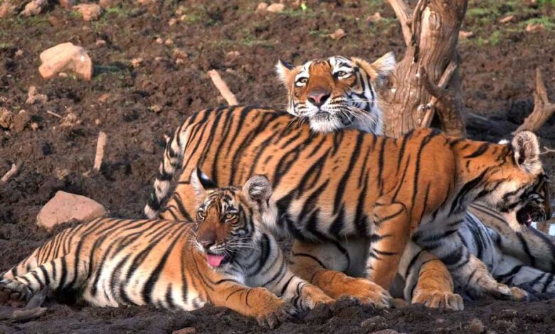 एमपी फिर बन सकता है टाइगर स्टेट: All India Tiger Estimation 2026 की प्रक्रिया शुरू एमपी फिर बन सकता है टाइगर स्टेट: All India Tiger Estimation 2026 की प्रक्रिया शुरू