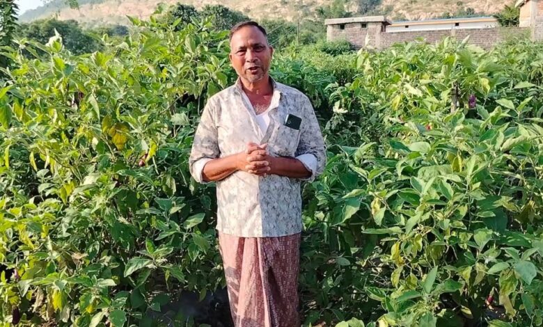 ग्राफ्टेड बैंगन से बदली खेती की तस्वीर – खरसिया के किसान मुरलीधर साहू ने