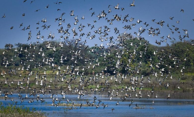 छत्तीसगढ़ का पहला रामसर साइट बना कोपरा जलाशय
