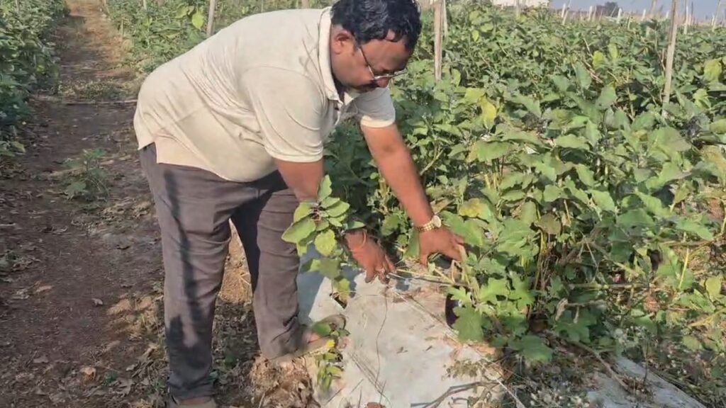 कृषक योगेश अग्रवाल अपने फार्म हाऊस में ग्राफ्टेड बैगन के पौधे का अवलोकन करते हुए