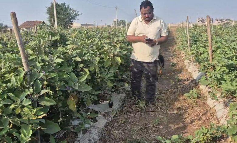 “सफलता की कहानी”. ग्राफ्टेड बैगन की खेती से बढ़ी किसान योगेश अग्रवाल की आय