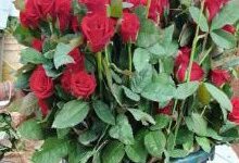 खेतों में अब सिर्फ धान नहीं, खुशबू भी उग रही है