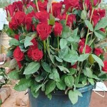 खेतों में अब सिर्फ धान नहीं, खुशबू भी उग रही है