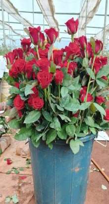 खेतों में अब सिर्फ धान नहीं, खुशबू भी उग रही है