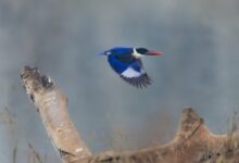 बारनवापारा अभयारण्य में मिला दुर्लभ ब्लैक-कैप्ड किंगफिशर