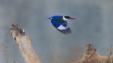 बारनवापारा अभयारण्य में मिला दुर्लभ ब्लैक-कैप्ड किंगफिशर
