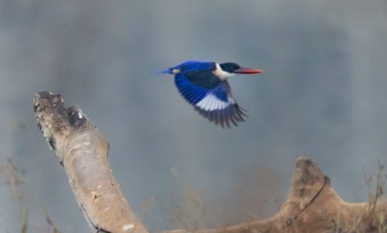 बारनवापारा अभयारण्य में मिला दुर्लभ ब्लैक-कैप्ड किंगफिशर बारनवापारा अभयारण्य में मिला दुर्लभ ब्लैक-कैप्ड किंगफिशर